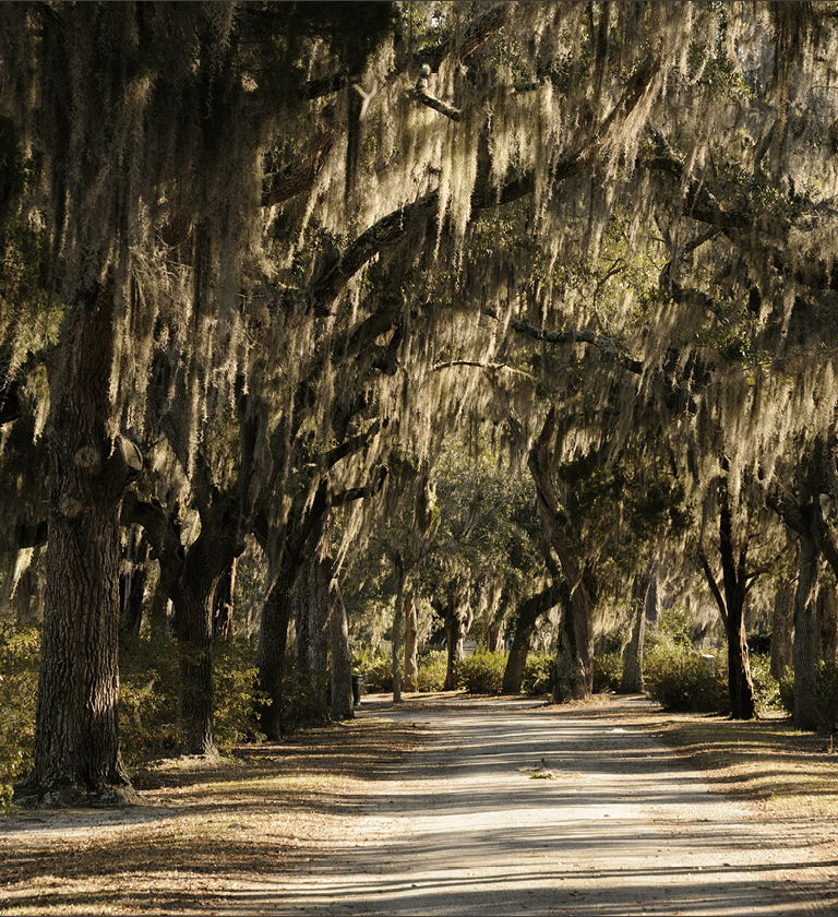 Road in Bonaventure Cemetery in Savannah lined with Spanish Moss covered Live Oak Trees 