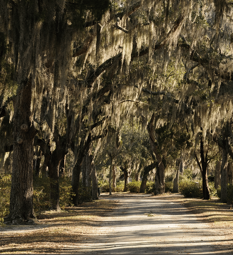 Road in Bonaventure Cemetery in Savannah lined with Spanish Moss covered Live Oak Trees 